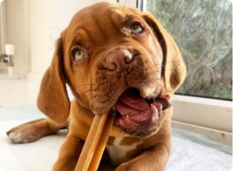 Do you know what’s in your dog’s snacks?