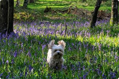our pet food promise