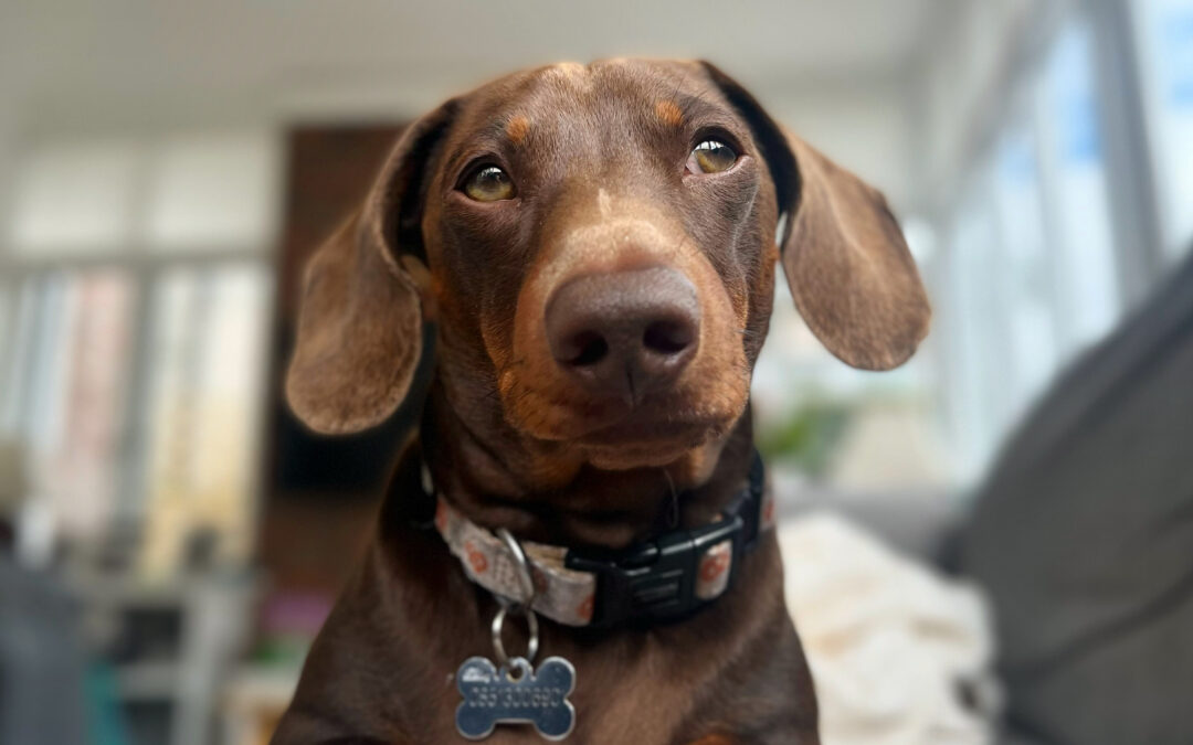 Is your dog’s food really Complete?