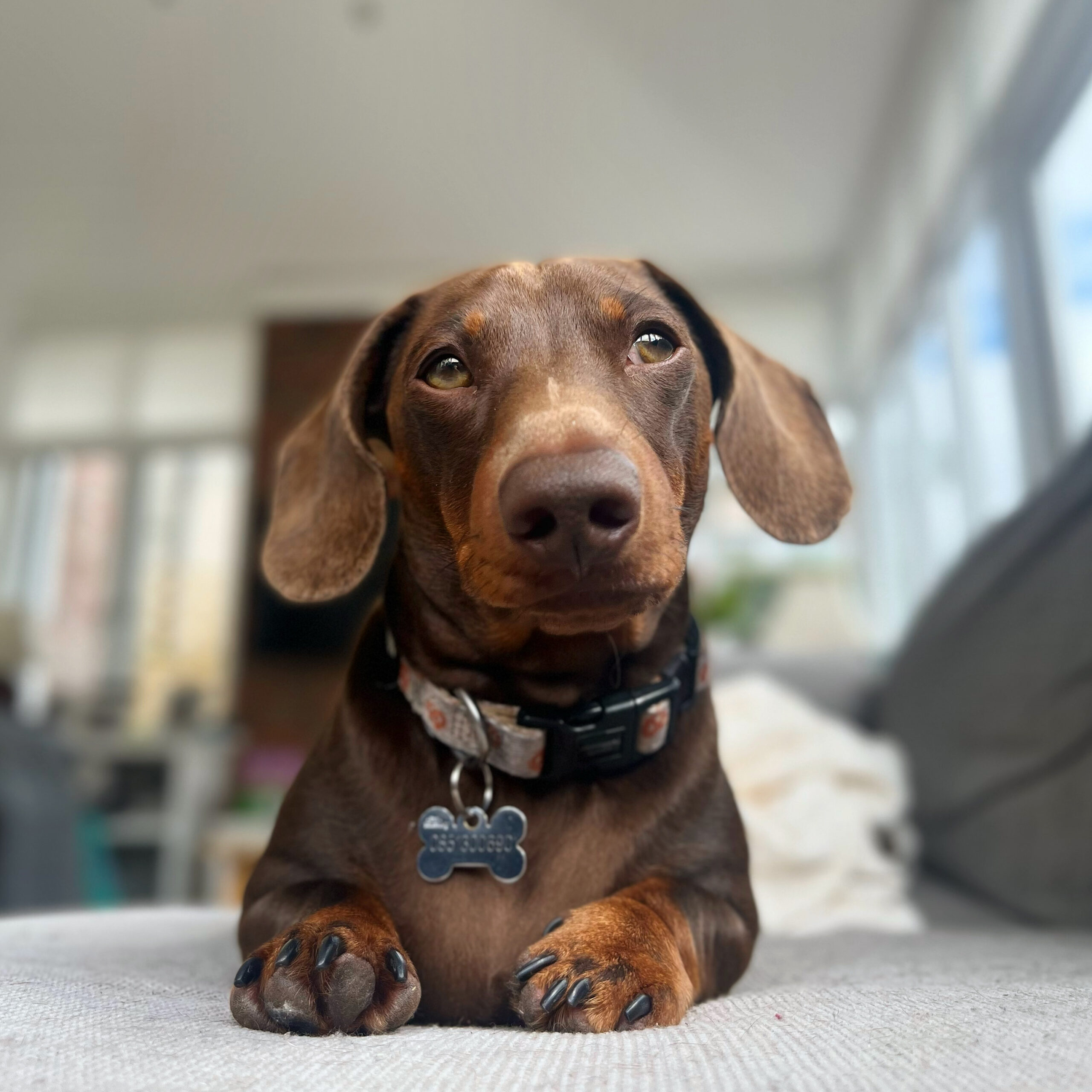 Is your dog’s food really Complete?