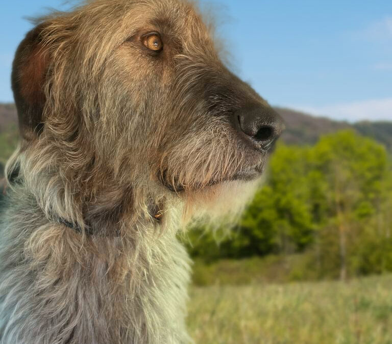 Roisin: from down-in-the-dumps to diva!