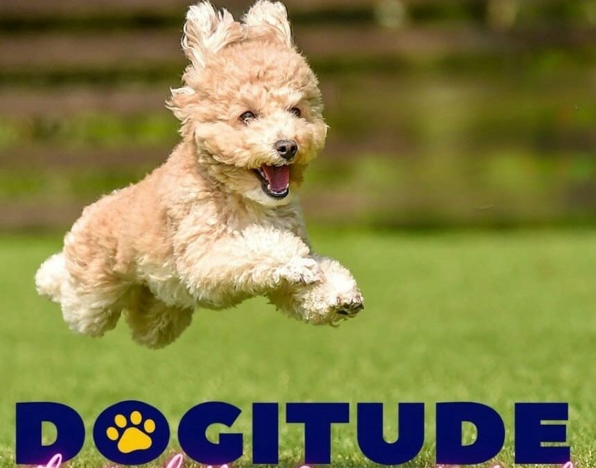 All set for Dogitude in May, 2023