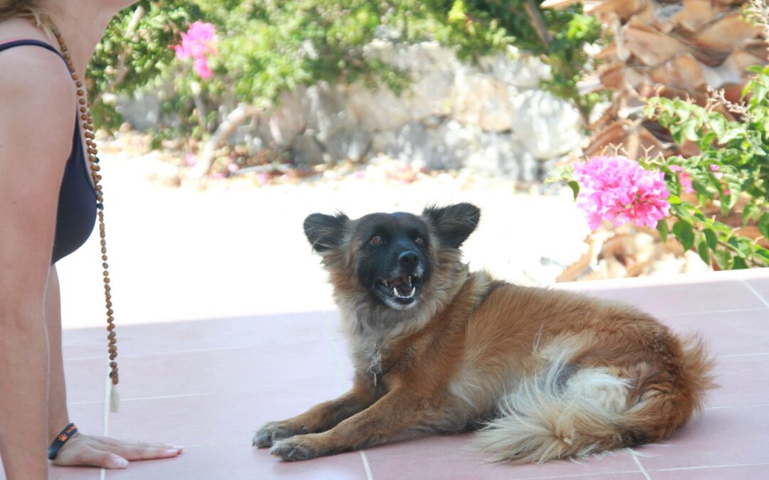 Longevity – help your dog live longer