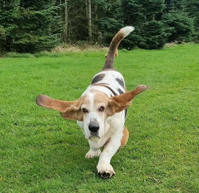 Alfie’s story – reverse ageing