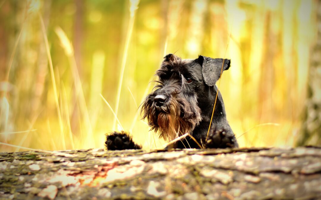 How to balance your dog’s microbiome