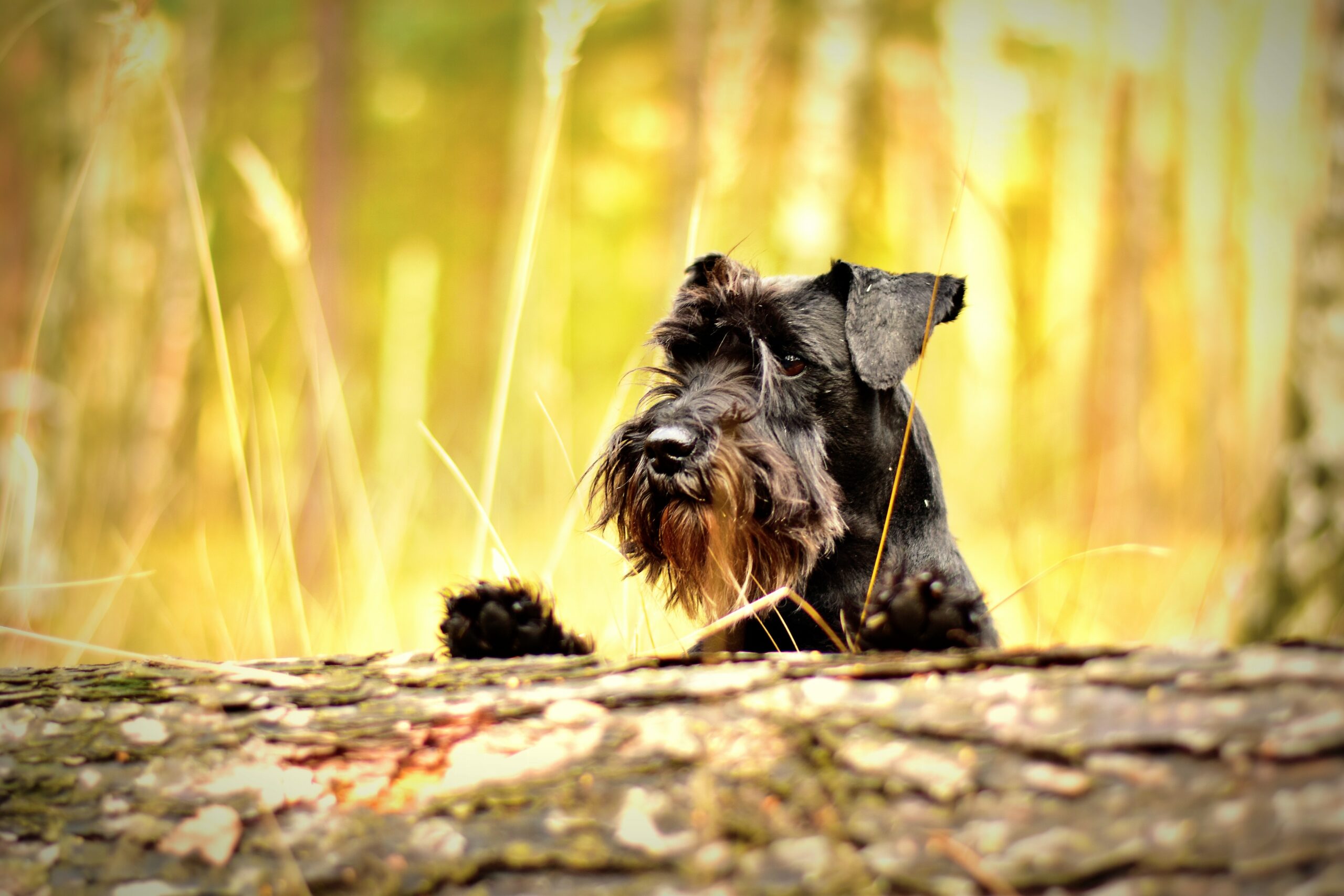 How to balance your dogs microbiome