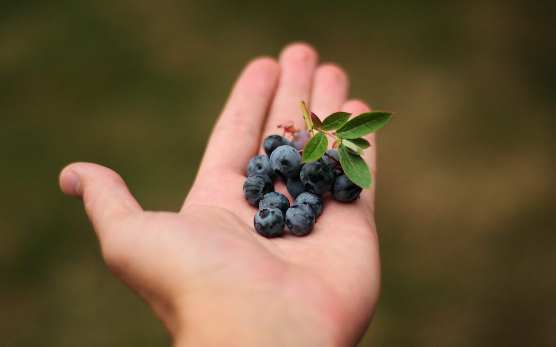 The benefits of blueberries for dogs