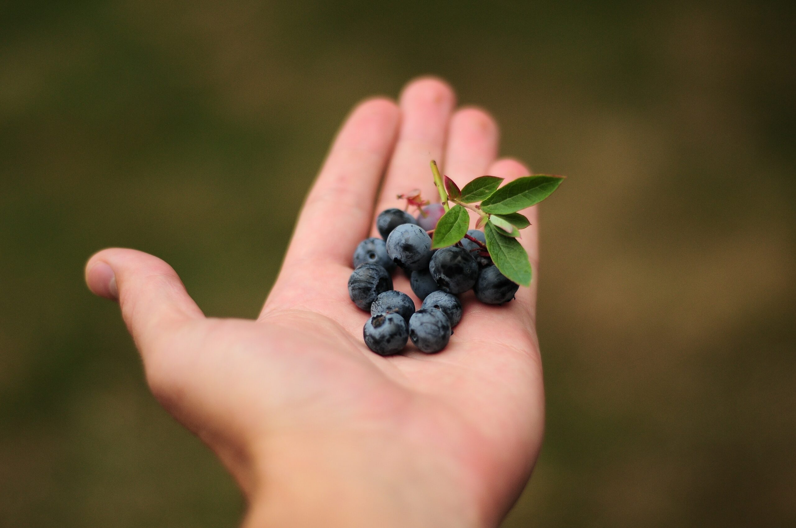 The benefits of blueberries for dogs