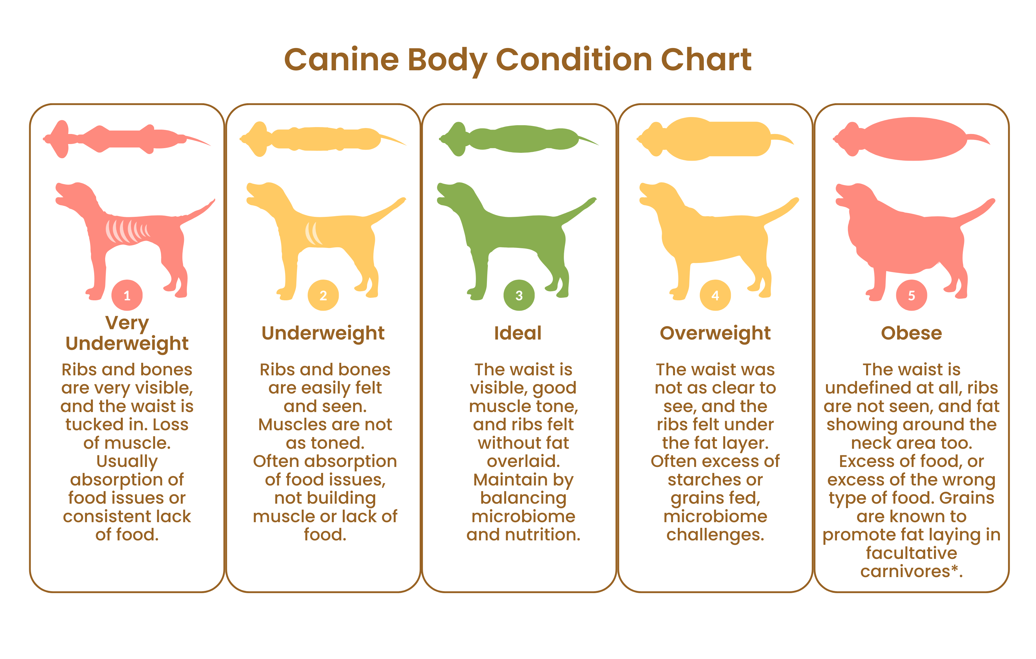 How Much Protein Should A Dog Have A Day OFF 62 Free