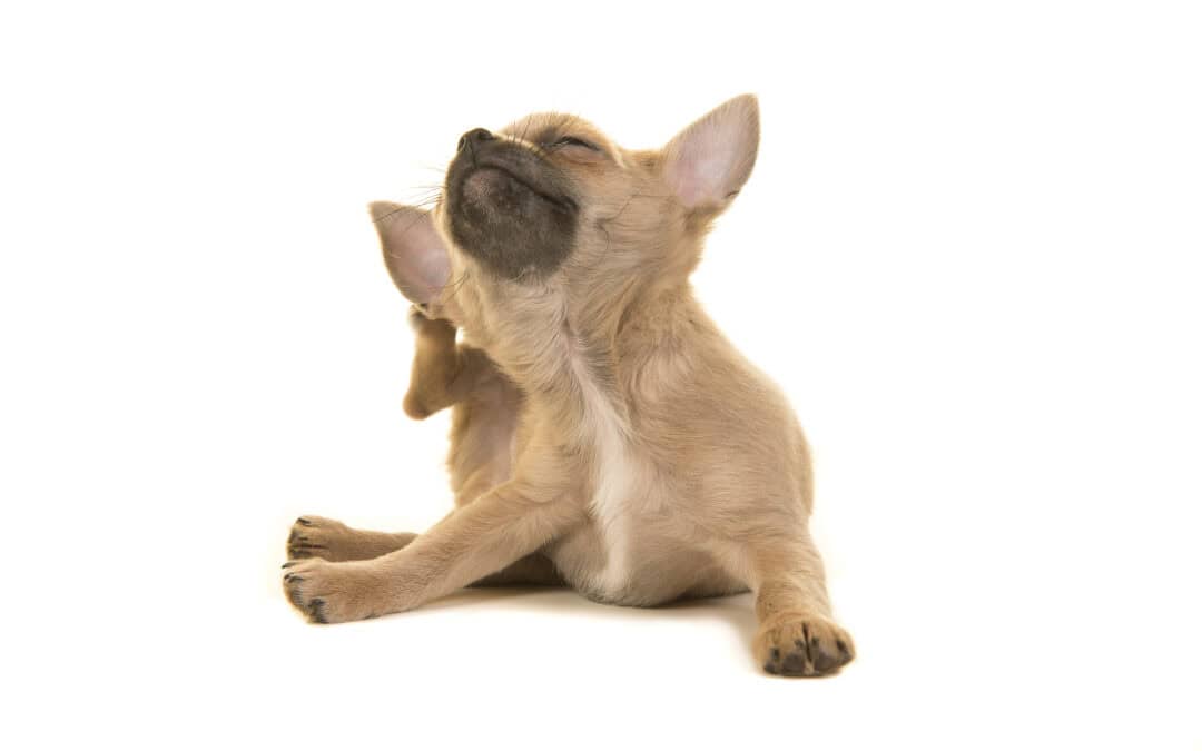 Dog allergies: scratching the surface, or barking up the wrong tree