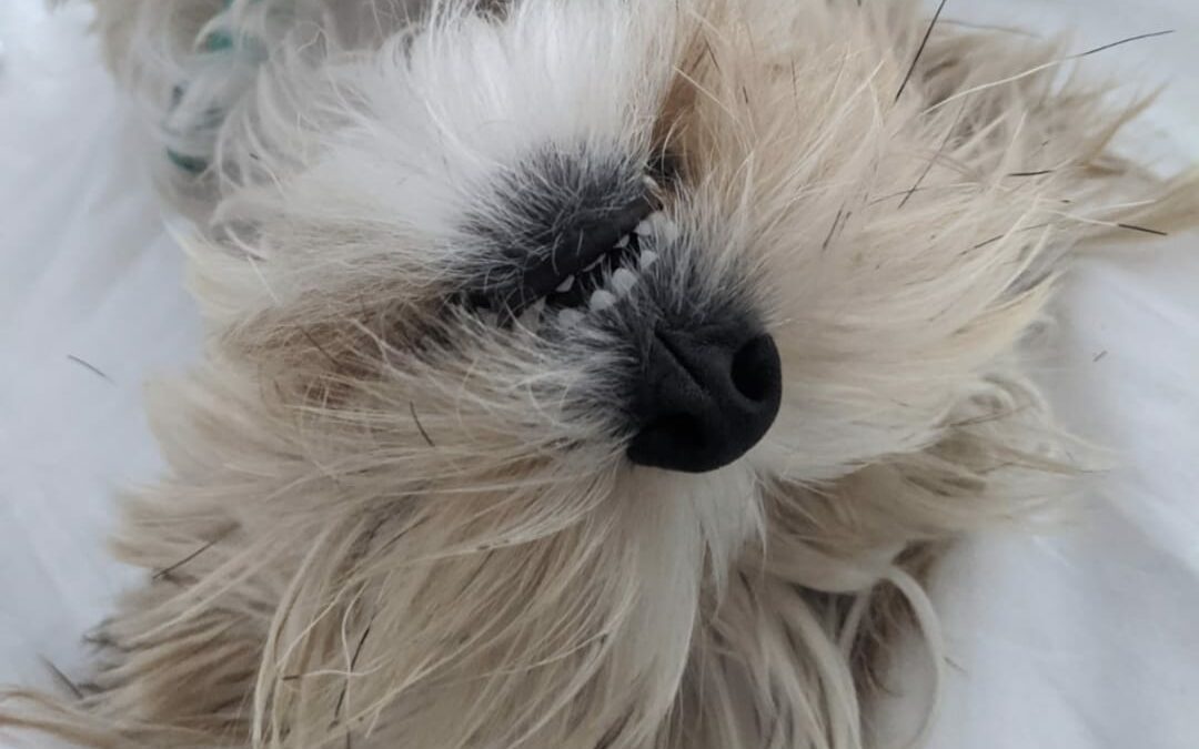 The Link Between Canine Dental Health and Overall Wellness