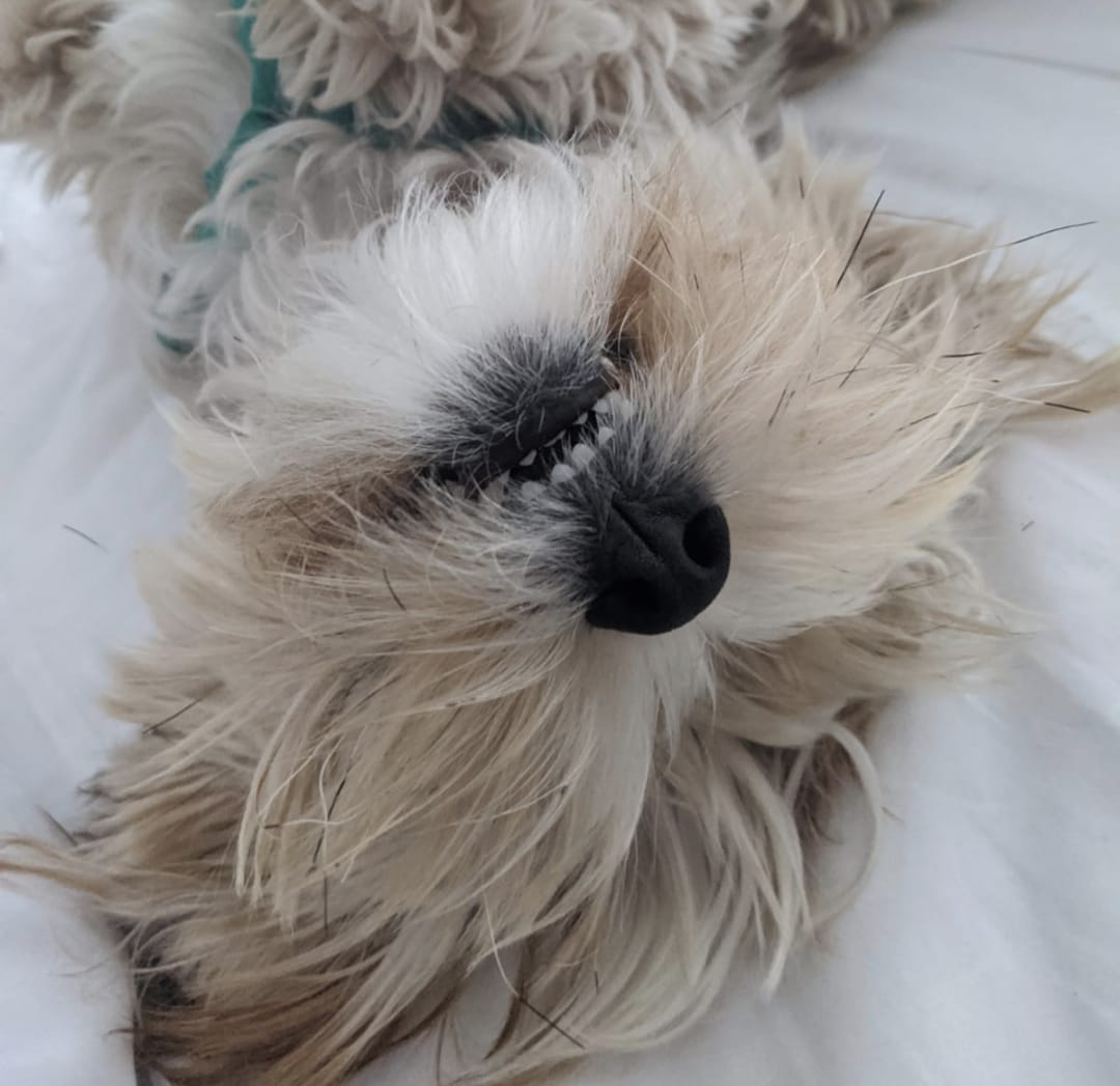 The Link Between Canine Dental Health and Overall Wellness