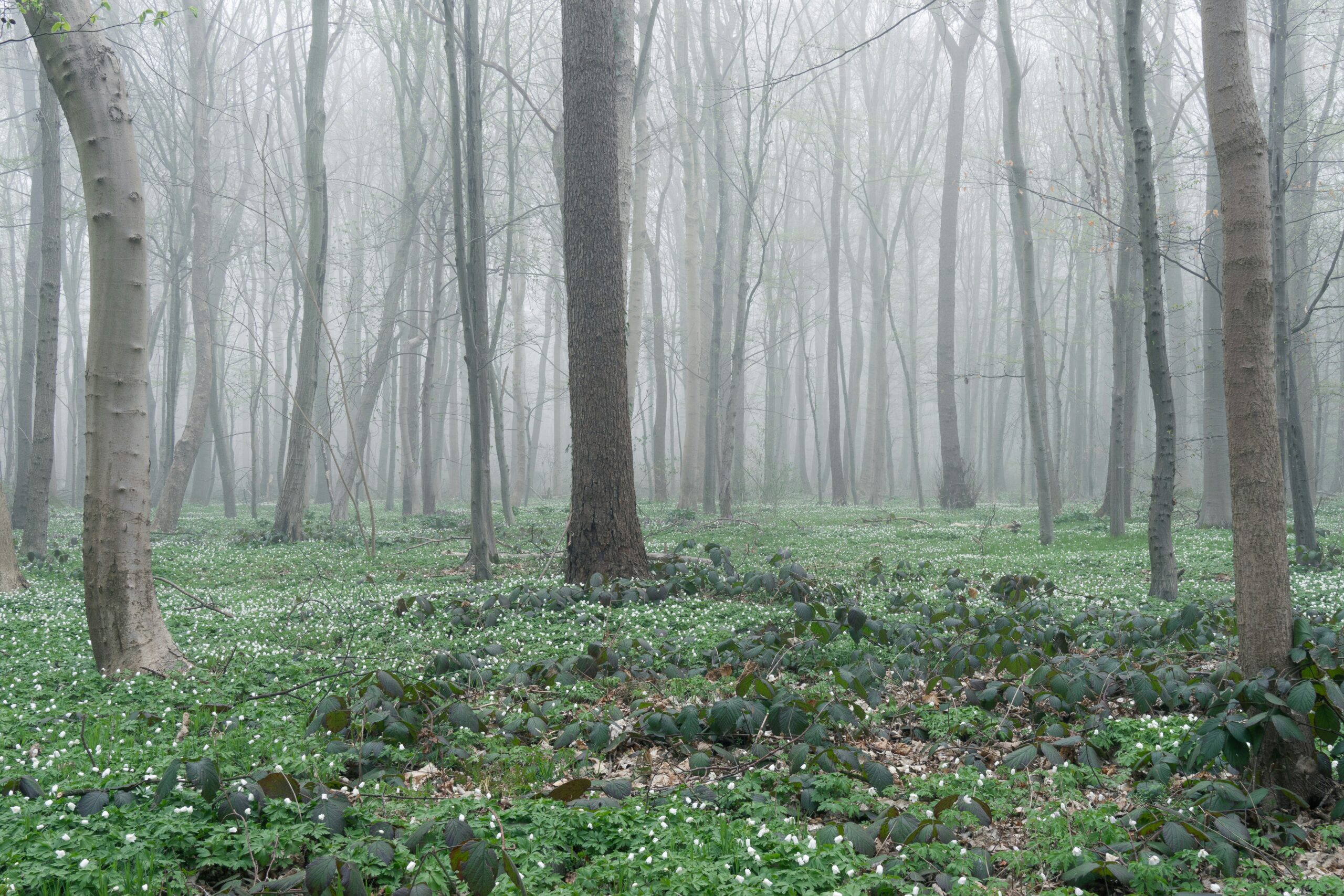 jonas-schone-1Ht8M-DX2LM-unsplash