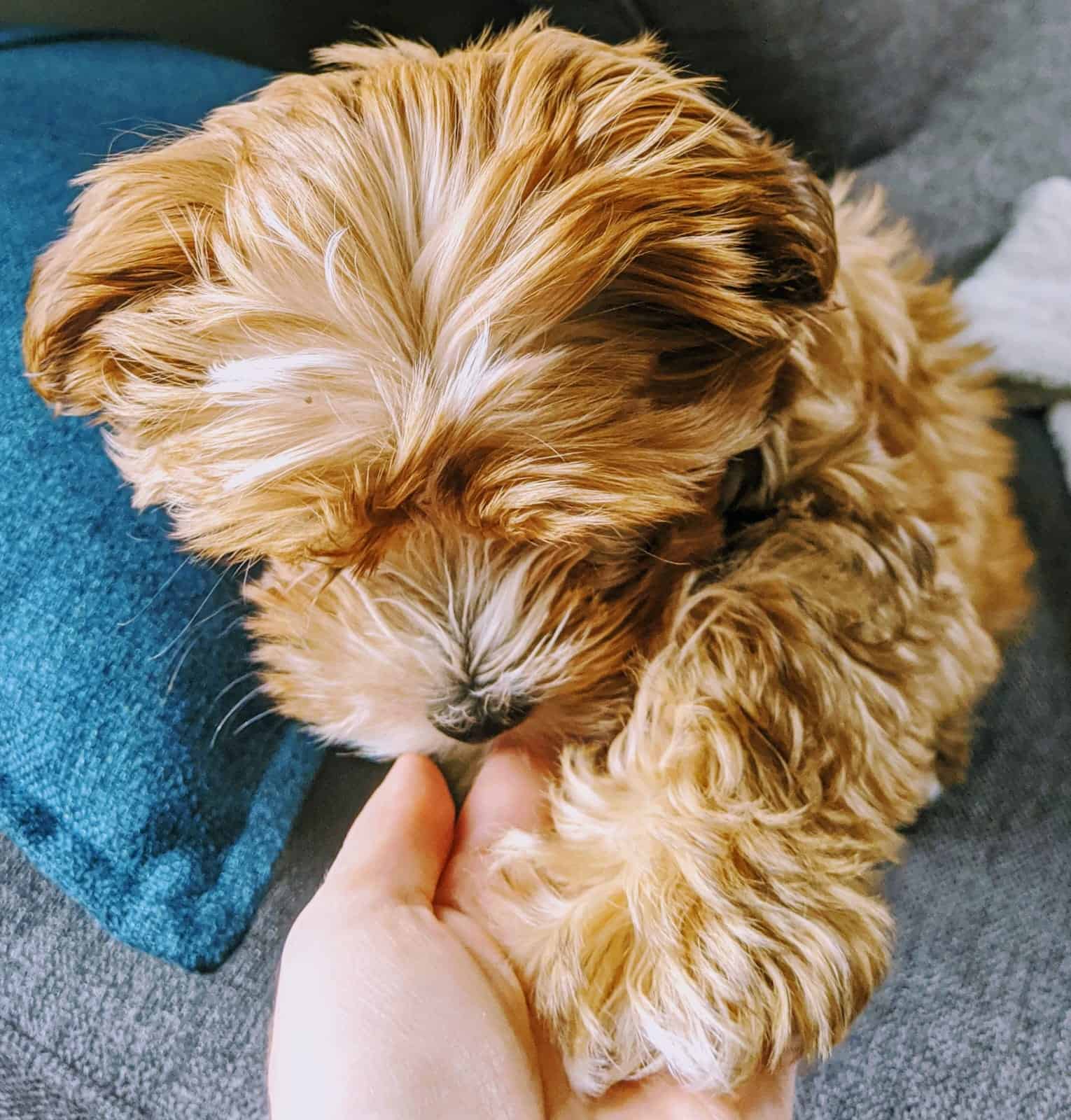 Has your dog changed your life?