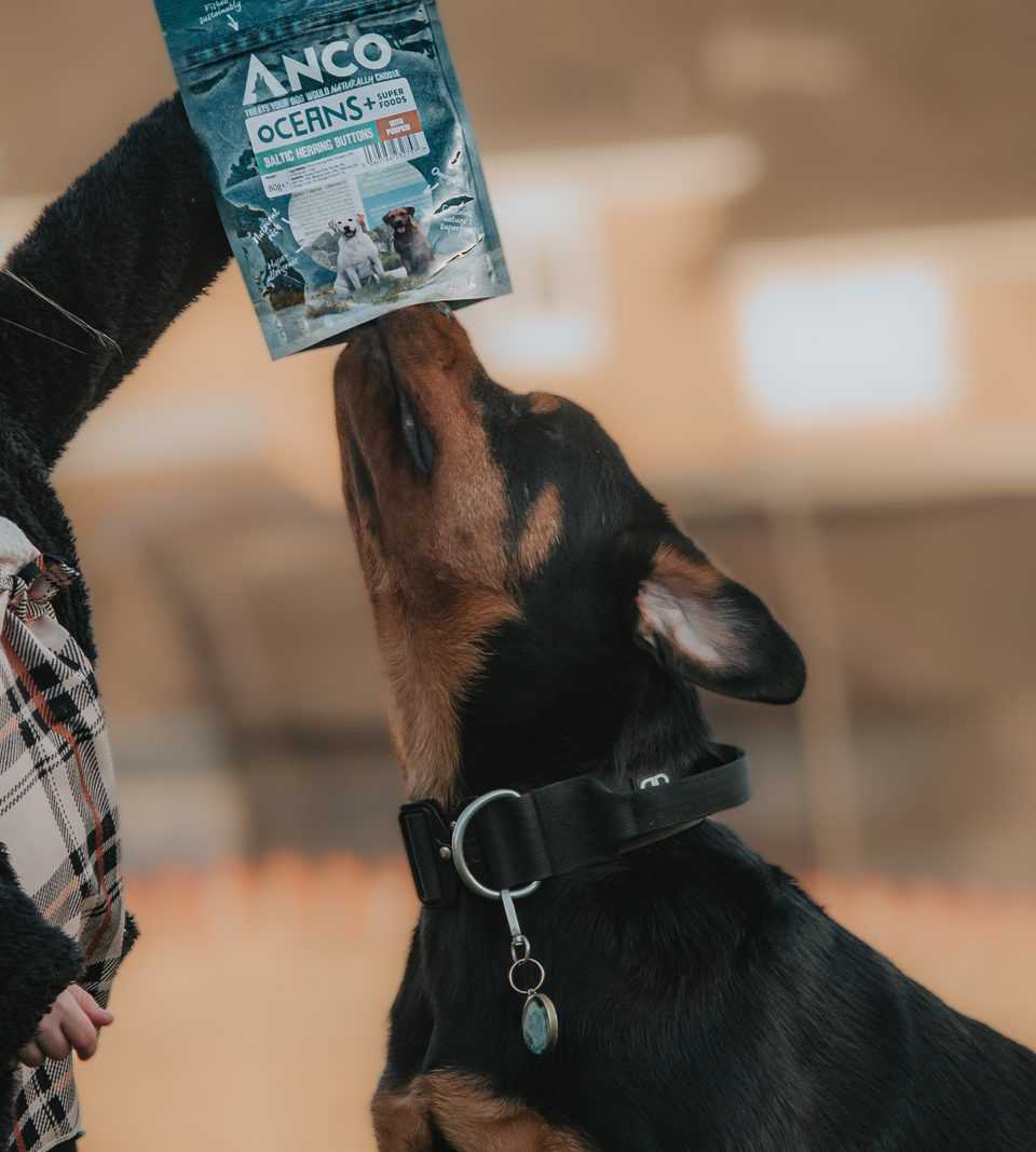 New treats! Baltic Herring Buttons with Pumpkin 😋